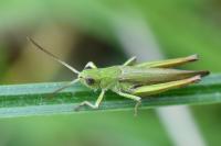 Chorthippus dorsatus