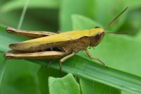 Chorthippus dorsatus
