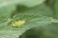 Leptophyes punctatissima