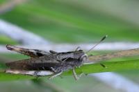 Gomphocerippus rufus