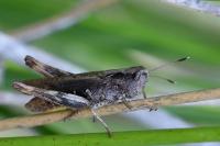 Gomphocerippus rufus