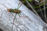 Leptophyes punctatissima