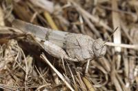 Oedipoda caerulescens