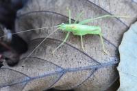 Meconema meridionale