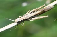 Chorthippus albomarginatus