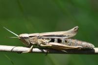 Chorthippus albomarginatus