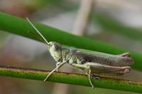 Chorthippus dorsatus
