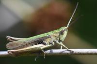 Chorthippus dorsatus