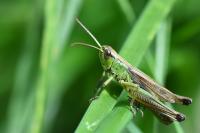 Pseudochorthippus parallelus
