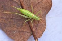 Meconema meridionale
