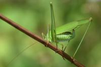 Phaneroptera falcata