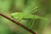 Phaneroptera falcata