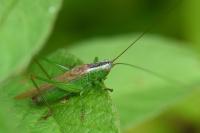 Conocephalus fuscus