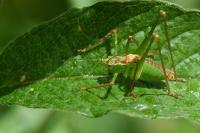 Leptophyes punctatissima