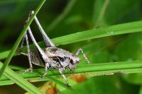 Pholidoptera griseoaptera