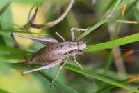 Pholidoptera griseoaptera