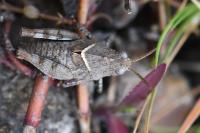 Oedipoda