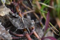 Oedipoda