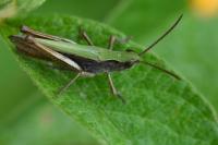 Chorthippus dorsatus