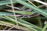 Chorthippus dorsatus