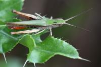 Chorthippus dorsatus
