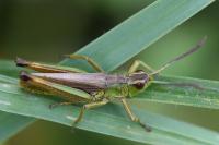 Pseudochorthippus parallelus