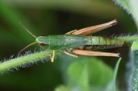 Pseudochorthippus parallelus