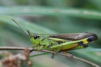 Stethophyma grossum