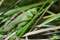 Tettigonia viridissima