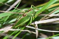 Tettigonia viridissima
