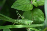 Ruspolia nitidula