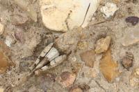 Oedipoda caerulescens