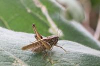 Platycleis albopunctata