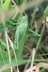 Tettigonia viridissima