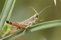 Pseudochorthippus parallelus
