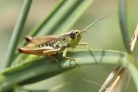 Pseudochorthippus parallelus