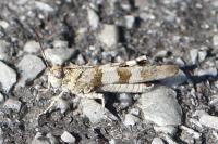 Oedipoda caerulescens
