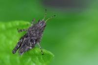 Tetrix undulata