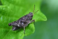 Tetrix undulata