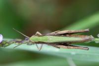 Chorthippus dorsatus