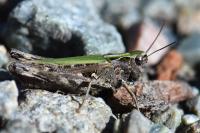 Omocestus rufipes