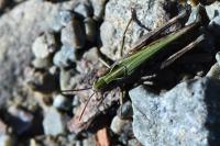 Omocestus rufipes