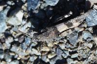Oedipoda caerulescens