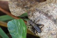 Nemobius sylvestris