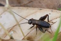 Nemobius sylvestris