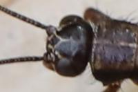 Nemobius sylvestris