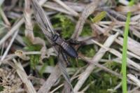 Nemobius sylvestris