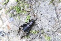 Nemobius sylvestris