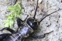 Nemobius sylvestris