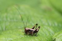 Pholidoptera griseoaptera